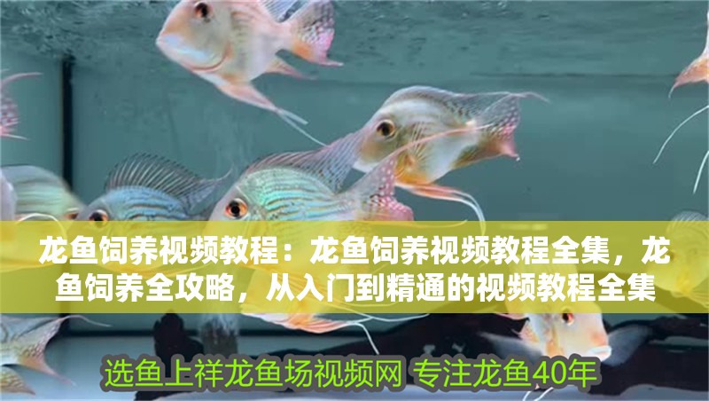 龍魚飼養視頻教程：龍魚飼養視頻教程全集，龍魚飼養全攻略，從入門到精通的視頻教程全集