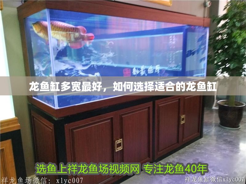 龍魚缸多寬最好，如何選擇適合的龍魚缸