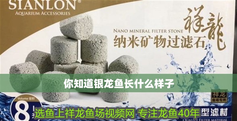 你知道銀龍魚長什么樣子