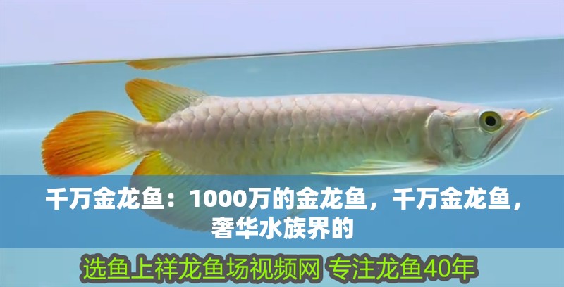 千萬金龍魚：1000萬的金龍魚，千萬金龍魚，奢華水族界的