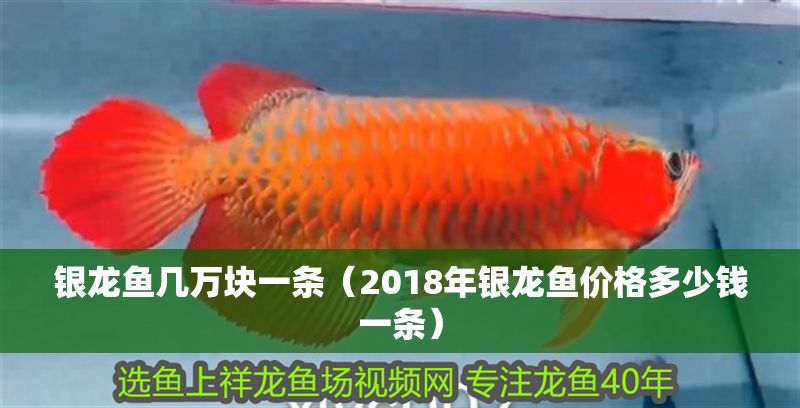 銀龍魚幾萬塊一條（2018年銀龍魚價格多少錢一條）