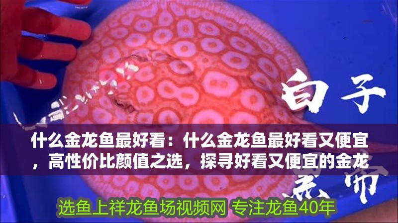 什么金龍魚最好看：什么金龍魚最好看又便宜，高性價比顏值之選，探尋好看又便宜的金龍魚品種