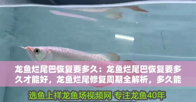 龍魚爛尾巴恢復要多久：龍魚爛尾巴恢復要多久才能好，龍魚爛尾修復周期全解析，多久能完全康復？