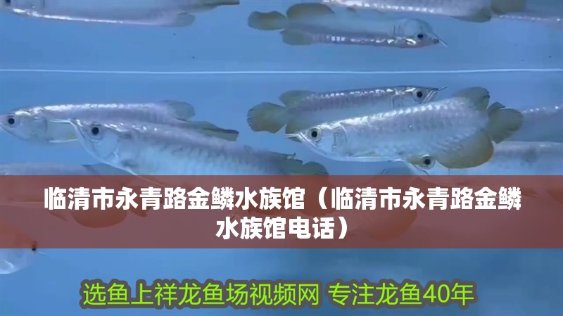 臨清市永青路金鱗水族館（臨清市永青路金鱗水族館電話）