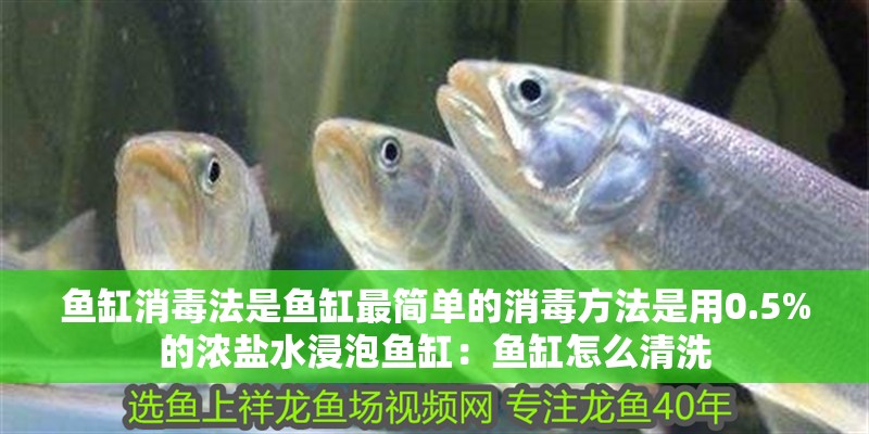 龍魚干蝦有營養嗎 魚缸消毒法是魚缸最簡單的消毒方法是用0.5%的濃鹽水浸泡魚缸:魚缸怎么清洗 魚缸百科 魚缸消毒法是魚缸最簡單的消毒方法是用0.5%的濃鹽水浸泡魚缸:魚缸怎么清洗 魚缸消毒法是魚缸最簡單的消毒方法是用0.5%的濃鹽水浸泡魚缸:魚缸怎么清洗 魚缸百科