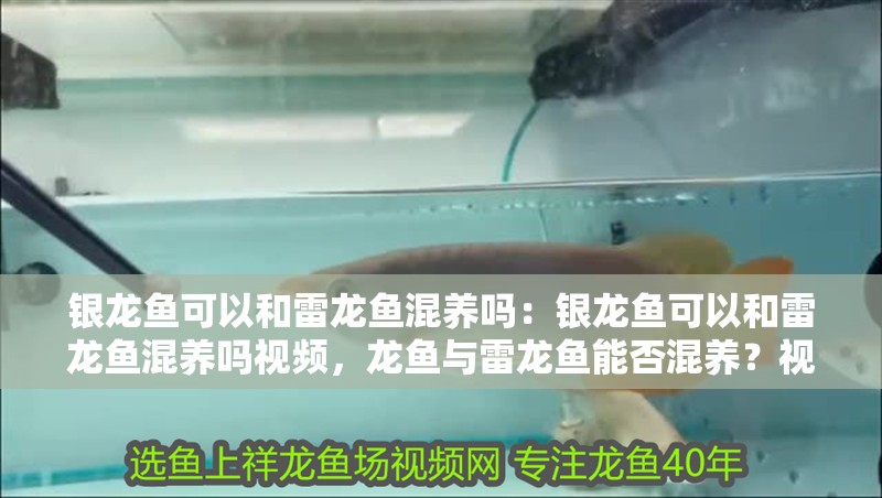 銀龍魚可以和雷龍魚混養嗎：銀龍魚可以和雷龍魚混養嗎視頻，龍魚與雷龍魚能否混養？視頻解答來了！