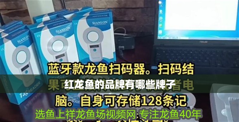 紅龍魚的品牌有哪些牌子