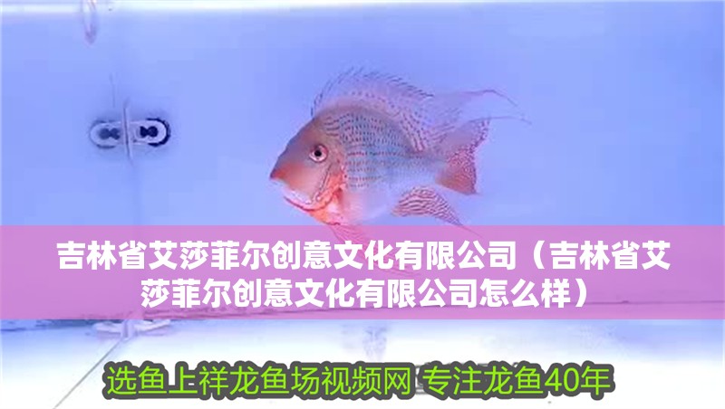 吉林省艾莎菲爾創意文化有限公司（吉林省艾莎菲爾創意文化有限公司怎么樣）