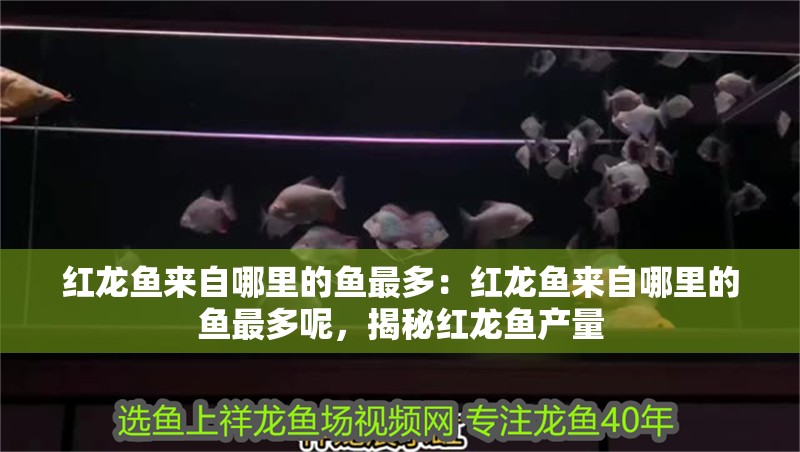 紅龍魚來自哪里的魚最多：紅龍魚來自哪里的魚最多呢，揭秘紅龍魚產量