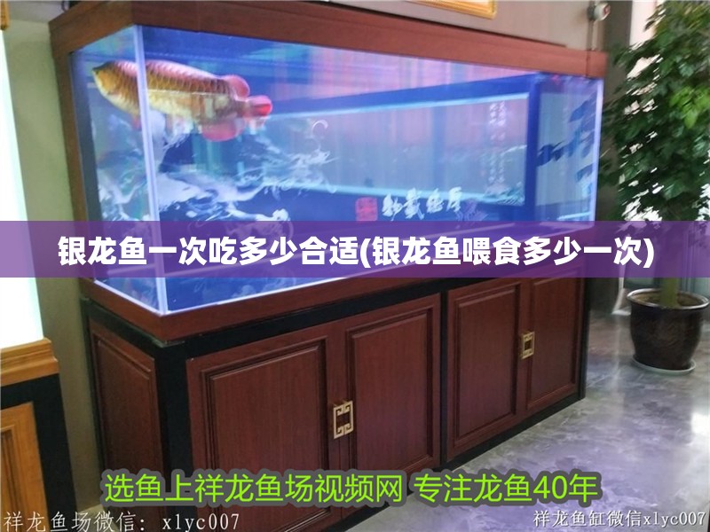 銀龍魚一次吃多少合適(銀龍魚喂食多少一次)