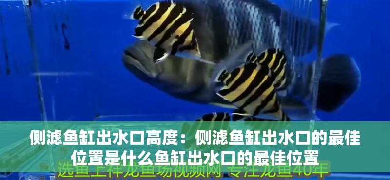 側濾魚缸出水口高度：側濾魚缸出水口的最佳位置是什么魚缸出水口的最佳位置