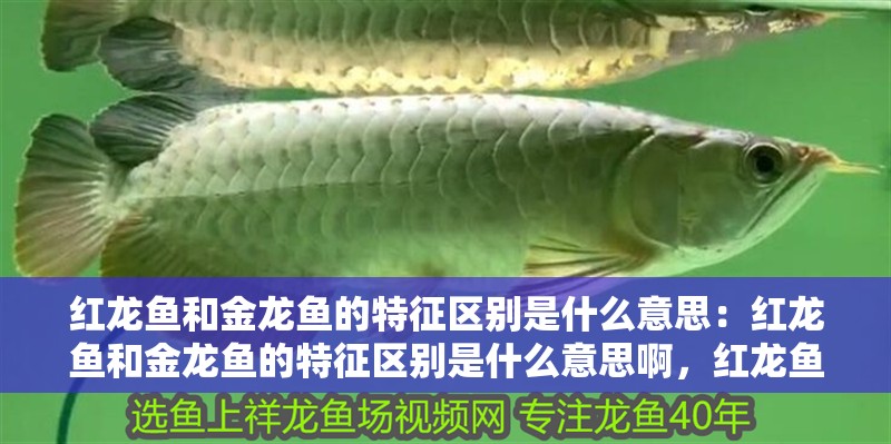 紅龍魚和金龍魚的特征區別是什么意思：紅龍魚和金龍魚的特征區別是什么意思啊，紅龍魚與金龍魚的特征差異
