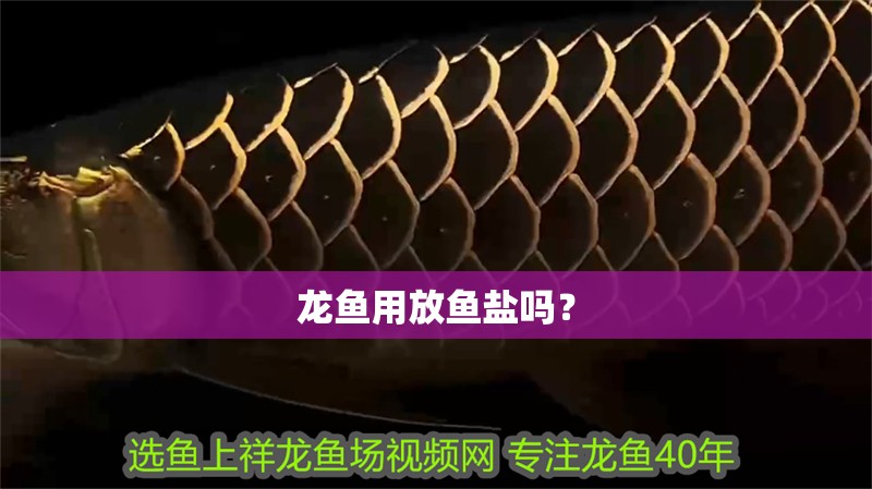 龍魚用放魚鹽嗎？ 龍魚用放魚鹽嗎？ 龍魚百科