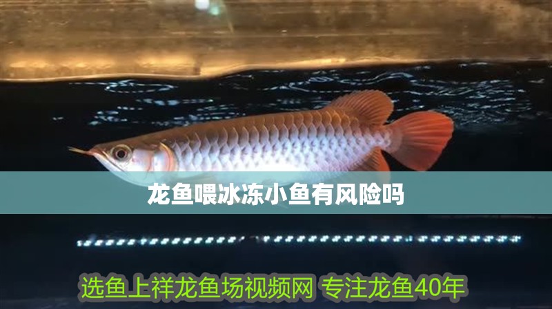 龍魚喂冰凍小魚有風險嗎