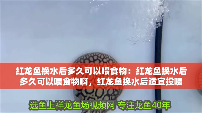 紅龍魚換水后多久可以喂食物：紅龍魚換水后多久可以喂食物啊，紅龍魚換水后適宜投喂