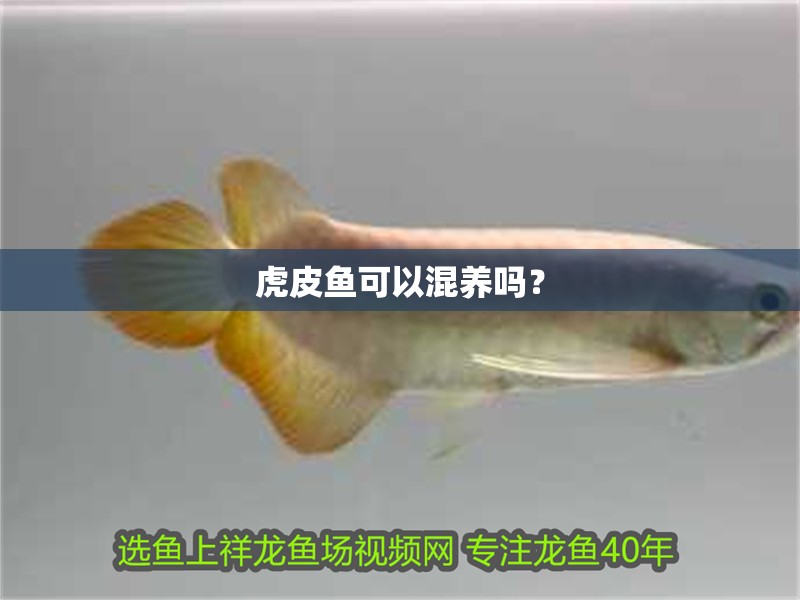 虎皮魚可以混養嗎？