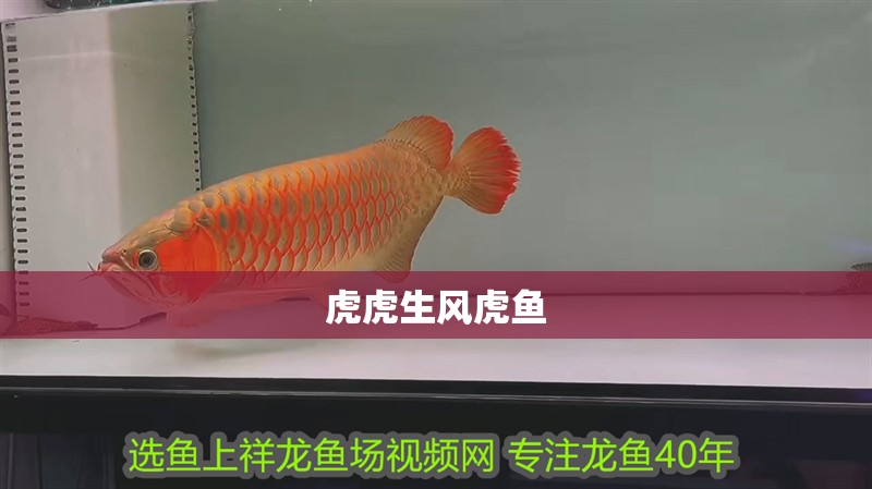 虎虎生風虎魚