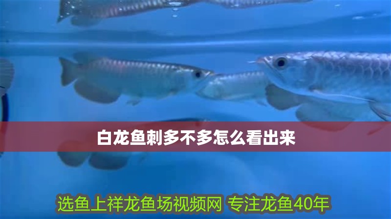 白龍魚(yú)刺多不多怎么看出來(lái)