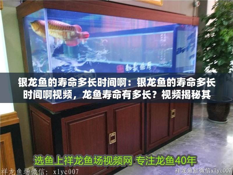 銀龍魚的壽命多長時間啊：銀龍魚的壽命多長時間啊視頻，龍魚壽命有多長？視頻揭秘其