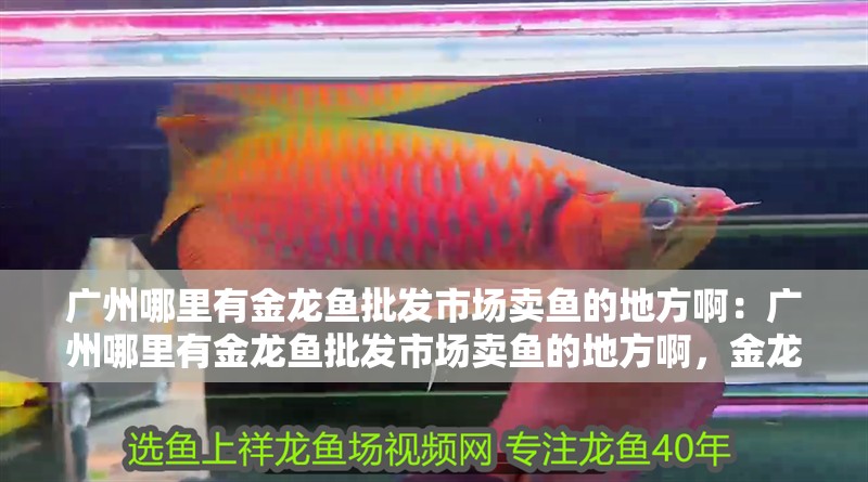 廣州哪里有金龍魚批發市場賣魚的地方啊：廣州哪里有金龍魚批發市場賣魚的地方啊，金龍魚批發市場位置
