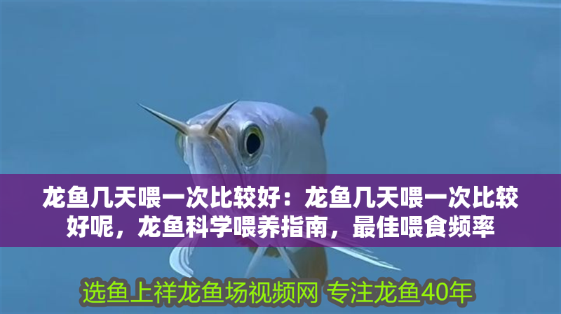 龍魚幾天喂一次比較好：龍魚幾天喂一次比較好呢，龍魚科學(xué)喂養(yǎng)指南，最佳喂食頻率 龍魚幾天喂一次比較好：龍魚幾天喂一次比較好呢，龍魚科學(xué)喂養(yǎng)指南，最佳喂食頻率 水族問答
