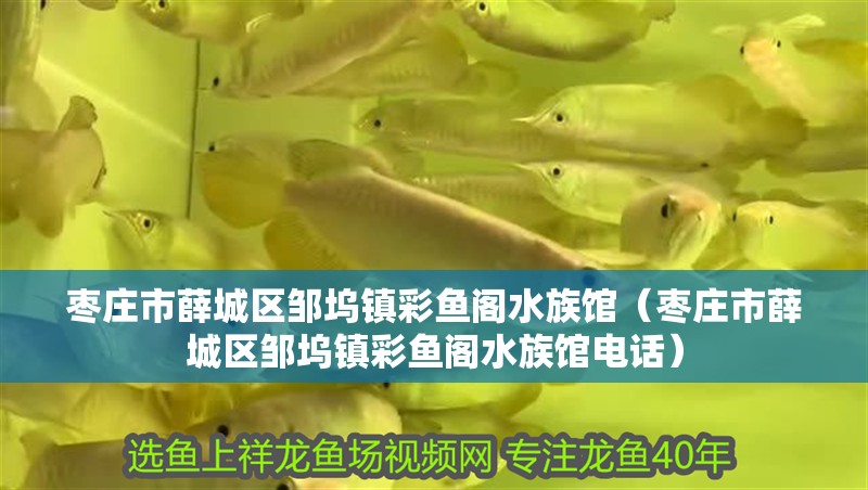棗莊市薛城區鄒塢鎮彩魚閣水族館（棗莊市薛城區鄒塢鎮彩魚閣水族館電話） 棗莊市薛城區鄒塢鎮彩魚閣水族館（棗莊市薛城區鄒塢鎮彩魚閣水族館電話） 全國水族館企業名錄 第2張