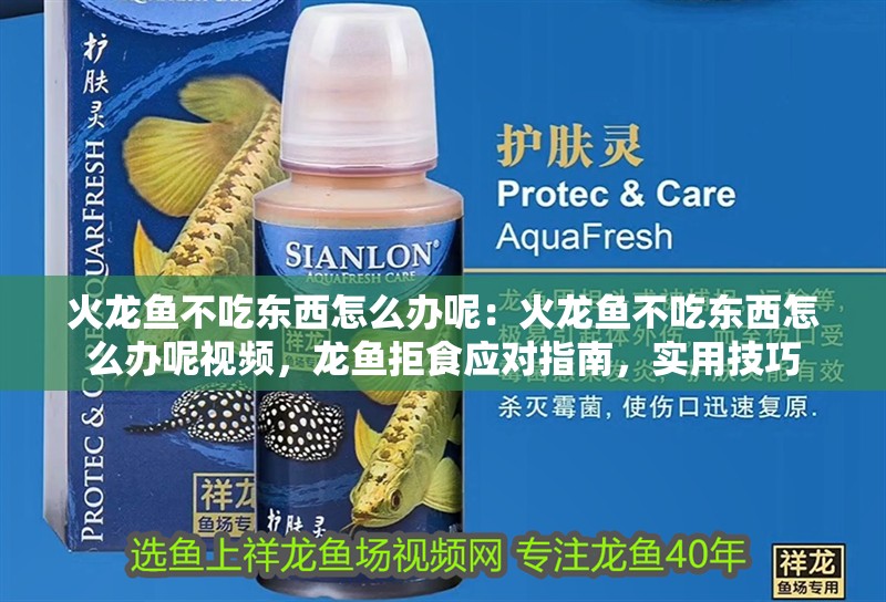 火龍魚不吃東西怎么辦呢：火龍魚不吃東西怎么辦呢視頻，龍魚拒食應對指南，實用技巧