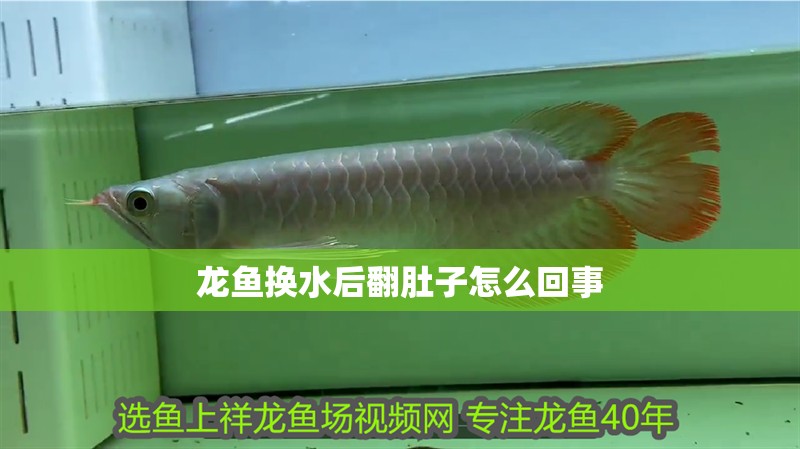龍魚換水后翻肚子怎么回事