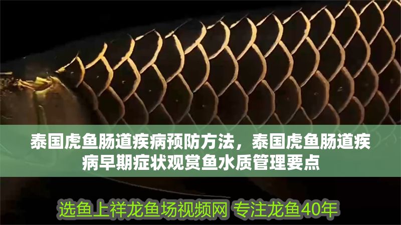 泰國虎魚腸道疾病預防方法,泰國虎魚腸道疾病早期癥狀觀賞魚水質管理要點 虎魚百科 第1張 泰國虎魚腸道疾病預防方法,泰國虎魚腸道疾病早期癥狀觀賞魚水質管理要點 泰國虎魚腸道疾病預防方法,泰國虎魚腸道疾病早期癥狀觀賞魚水質管理要點 虎魚百科 第1張