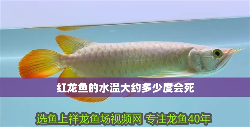 紅龍魚的水溫大約多少度會死