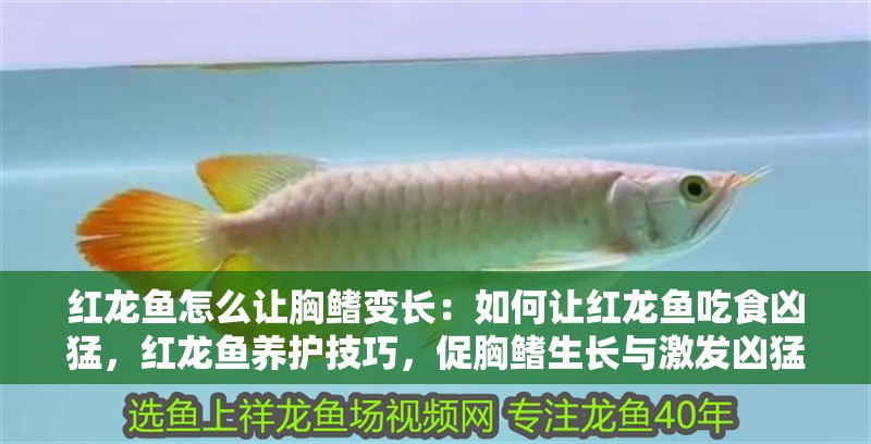 紅龍魚怎么讓胸鰭變長：如何讓紅龍魚吃食兇猛，紅龍魚養護技巧，促胸鰭生長與激發兇猛食
