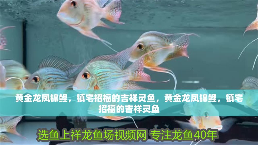 黃金龍鳳錦鯉，鎮宅招福的吉祥靈魚，黃金龍鳳錦鯉，鎮宅招福的吉祥靈魚