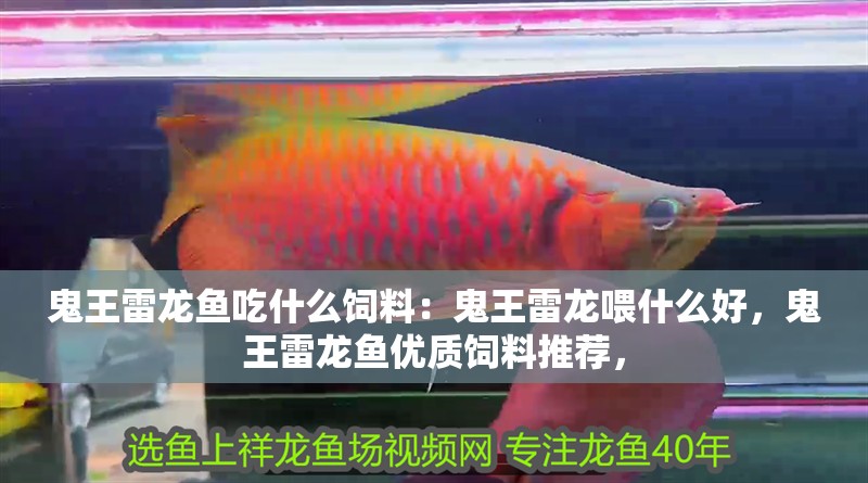 鬼王雷龍魚吃什么飼料：鬼王雷龍喂什么好，鬼王雷龍魚優質飼料推薦，