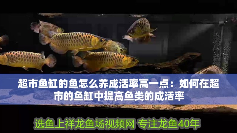 鸚鵡魚和銀龍魚混養怎樣喂食 超市魚缸的魚怎么養成活率高一點:如何在超市的魚缸中提高魚類的成活率 魚缸百科 超市魚缸的魚怎么養成活率高一點:如何在超市的魚缸中提高魚類的成活率 超市魚缸的魚怎么養成活率高一點:如何在超市的魚缸中提高魚類的成活率 魚缸百科