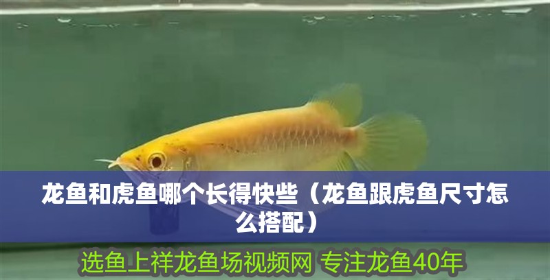 龍魚(yú)和虎魚(yú)哪個(gè)長(zhǎng)得快些（龍魚(yú)跟虎魚(yú)尺寸怎么搭配） 龍魚(yú)和虎魚(yú)哪個(gè)長(zhǎng)得快些（龍魚(yú)跟虎魚(yú)尺寸怎么搭配） 虎魚(yú)百科