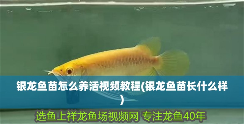 銀龍魚苗怎么養活視頻教程(銀龍魚苗長什么樣)