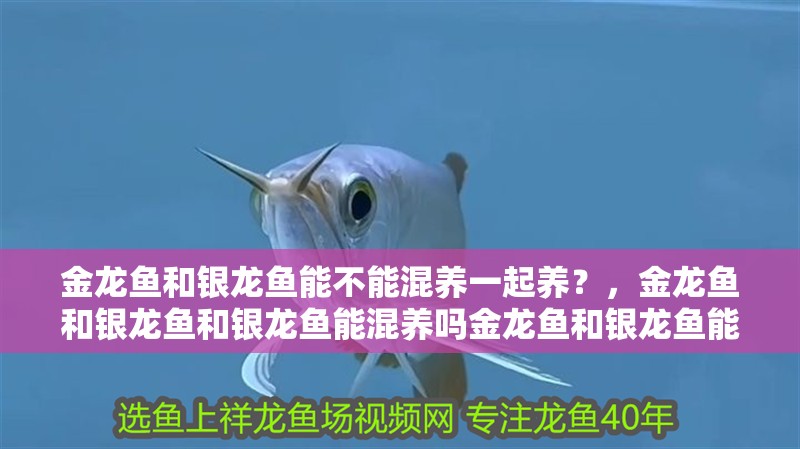 金龍魚和銀龍魚能不能混養一起養？，金龍魚和銀龍魚和銀龍魚能混養嗎金龍魚和銀龍魚能混養嗎