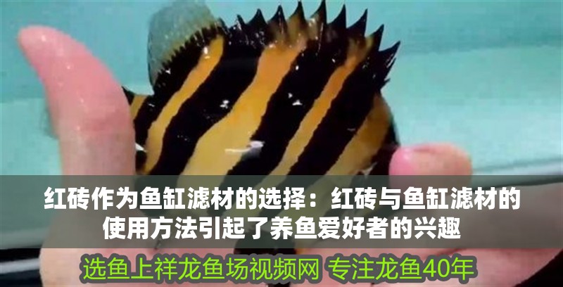 紅磚作為魚缸濾材的選擇：紅磚與魚缸濾材的使用方法引起了養魚愛好者的興趣