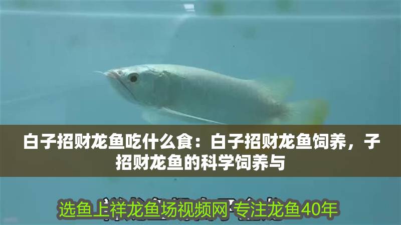 白子招財(cái)龍魚(yú)吃什么食：白子招財(cái)龍魚(yú)飼養(yǎng)，子招財(cái)龍魚(yú)的科學(xué)飼養(yǎng)與