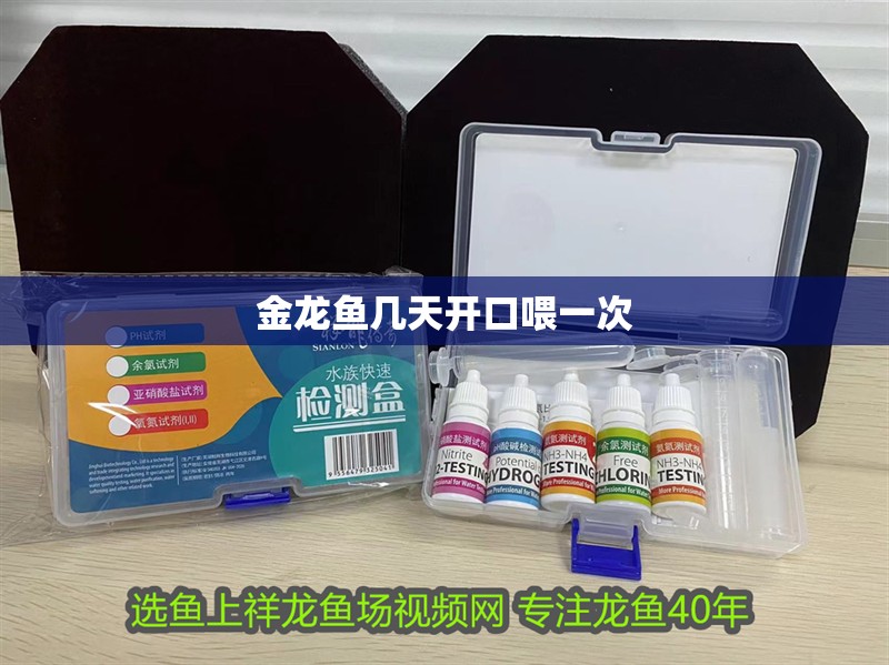 金龍魚幾天開口喂一次