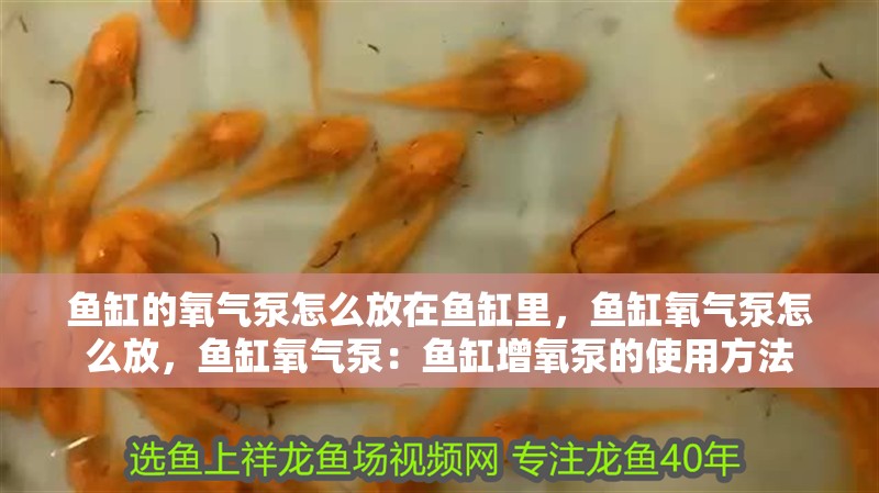 魚缸的氧氣泵怎么放在魚缸里，魚缸氧氣泵怎么放，魚缸氧氣泵：魚缸增氧泵的使用方法