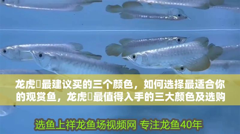 龍虎魟最建議買的三個顏色，如何選擇最適合你的觀賞魚，龍虎魟最值得入手的三大顏色及選購指南