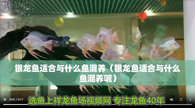 銀龍魚適合與什么魚混養(yǎng)（銀龍魚適合與什么魚混養(yǎng)呢）