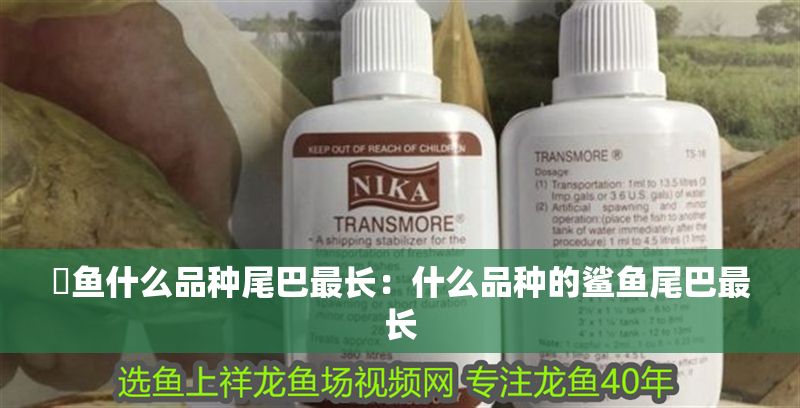 魟魚什么品種尾巴最長：什么品種的鯊魚尾巴最長