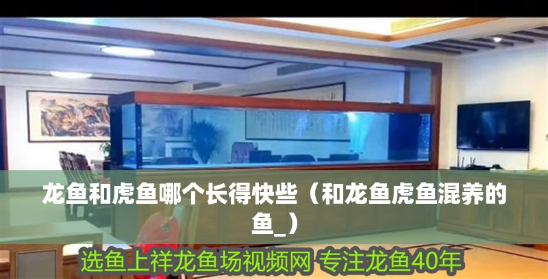 龍魚和虎魚哪個長得快些（和龍魚虎魚混養的魚_）