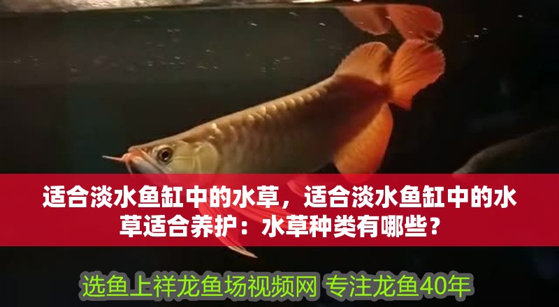 適合淡水魚缸中的水草，適合淡水魚缸中的水草適合養護：水草種類有哪些？