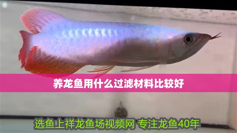 養(yǎng)龍魚用什么過濾材料比較好