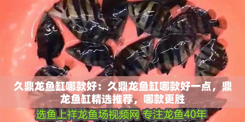 久鼎龍魚缸哪款好：久鼎龍魚缸哪款好一點，鼎龍魚缸精選推薦，哪款更勝