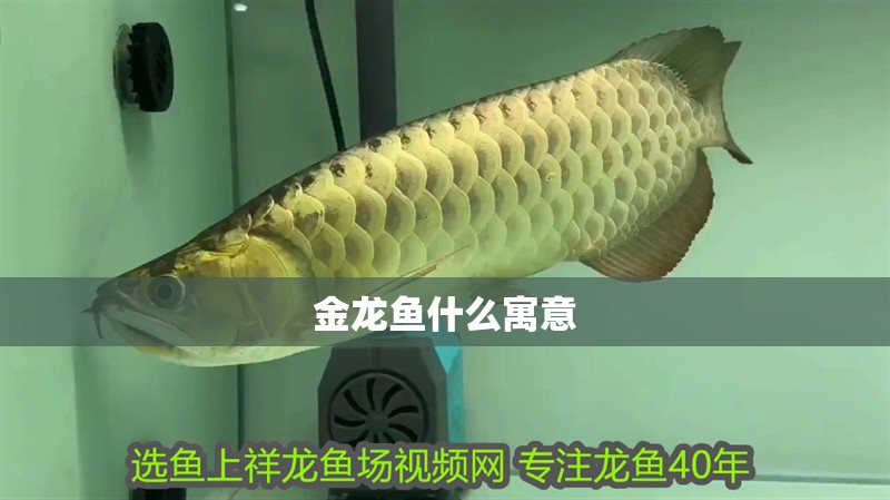 金龍魚什么寓意