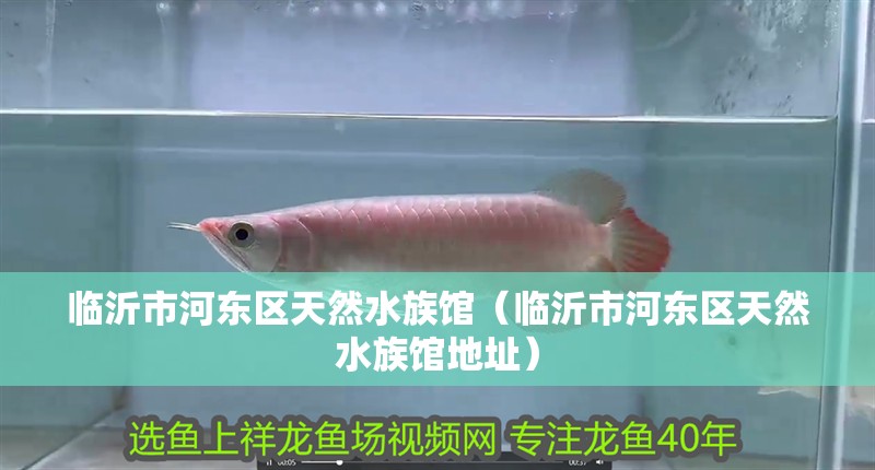臨沂市河東區天然水族館（臨沂市河東區天然水族館地址）